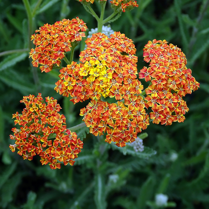 Milenramas de flores amarillas y naranjas