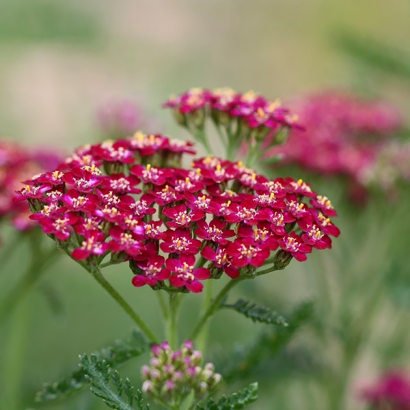 Milenramas de flores rojas