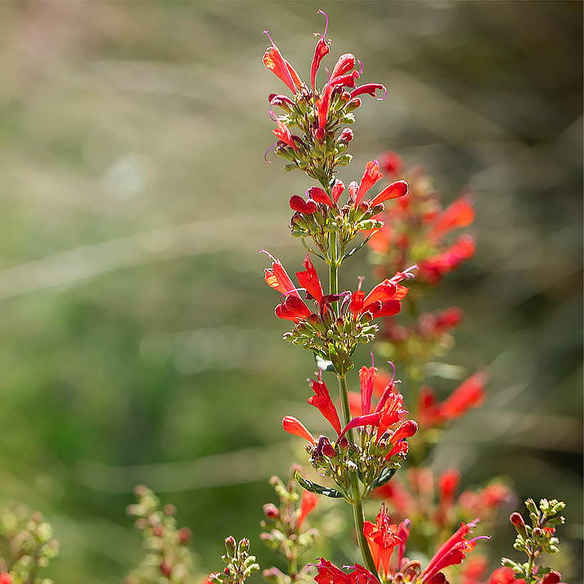 Agastache - Hisopo