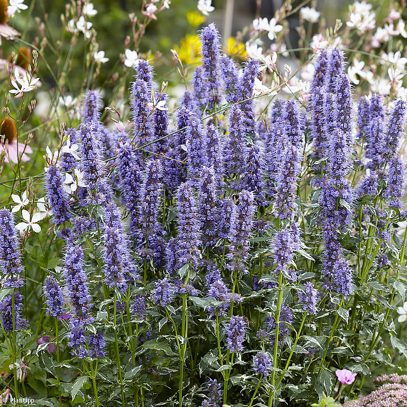 Agastaches - Hisopo de flores azules