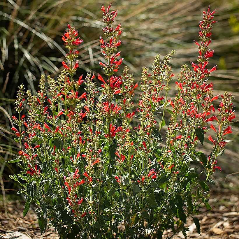 Agastaches - Hisopo de flores rojas