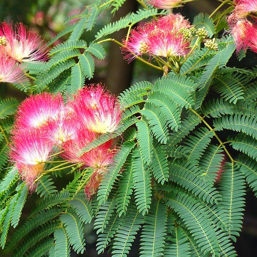 Albizia