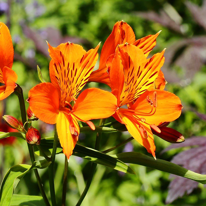 Alstroemerias - Lirio de los incas