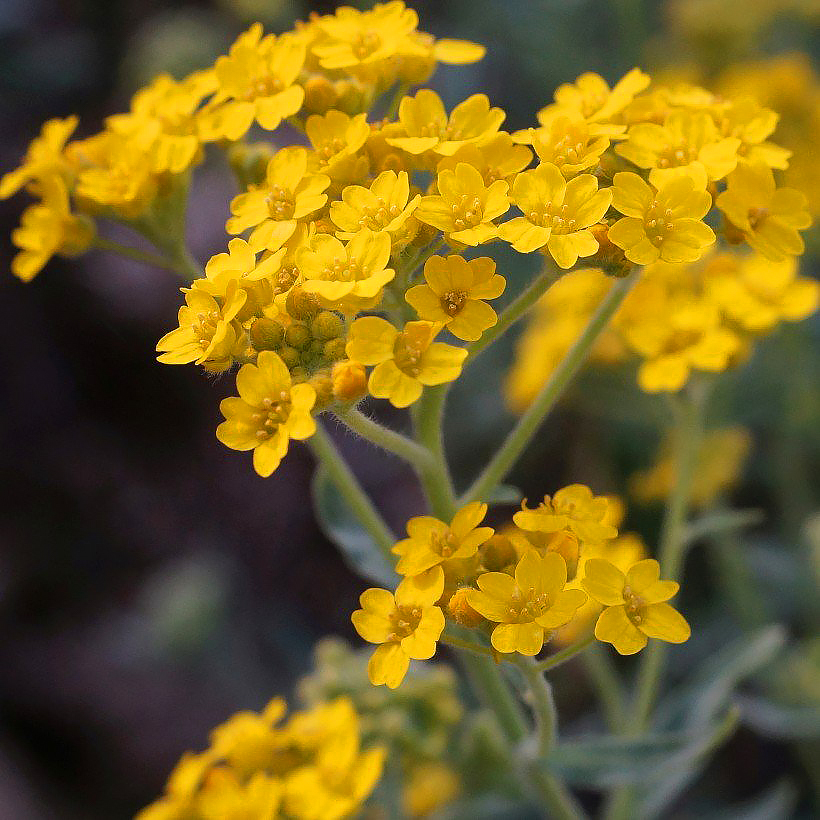 Alyssum - Canastillo de oro