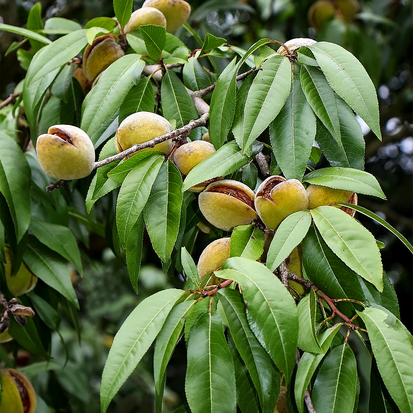 Almendro