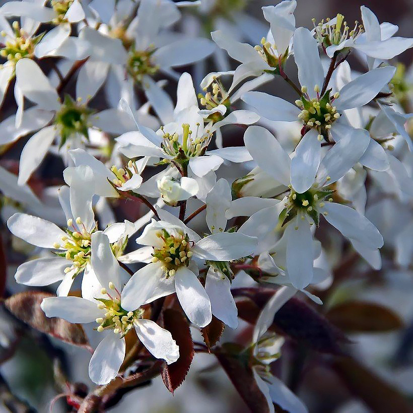 Amelanchier - Guillomos