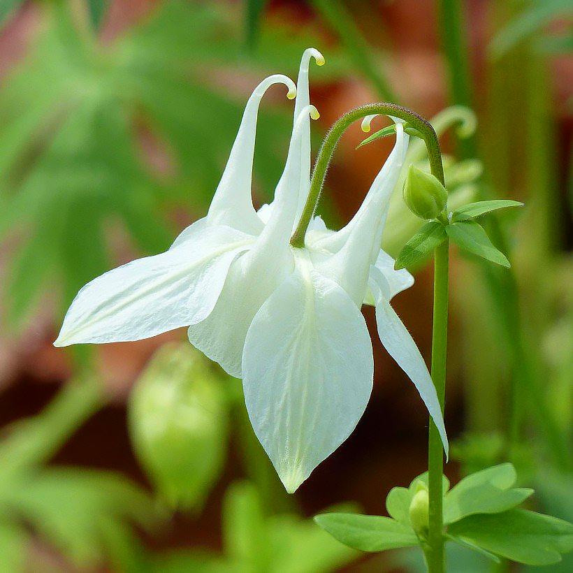 Aguileñas de flores blancas