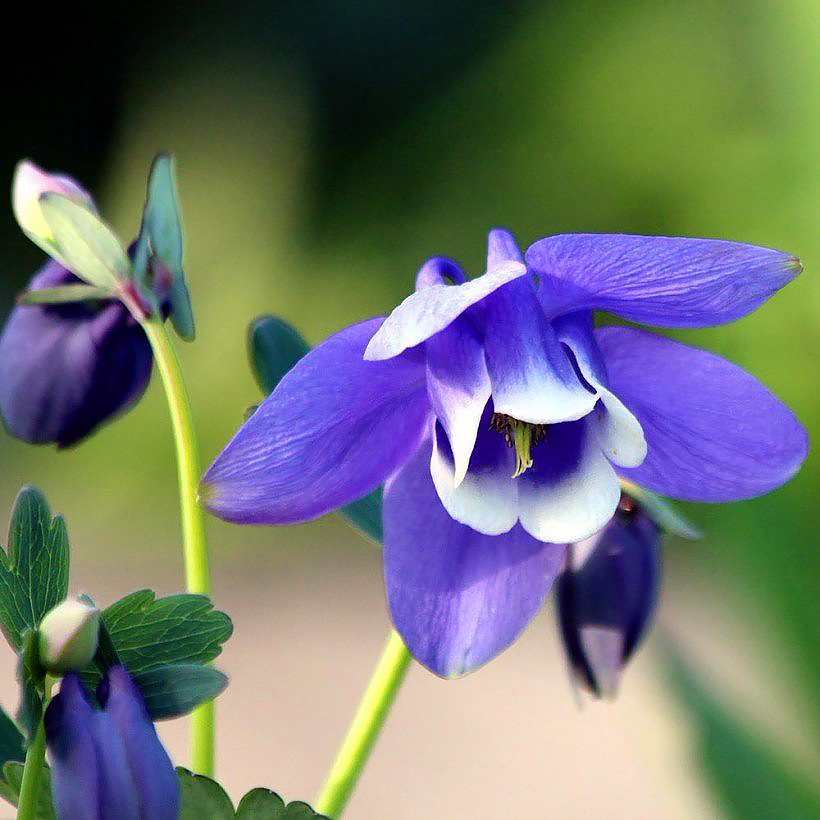 Aguileñas de flores azules