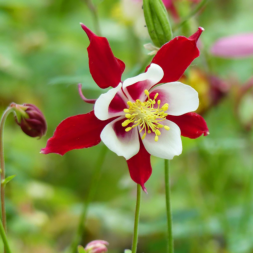 Aguileñas de flores rojas