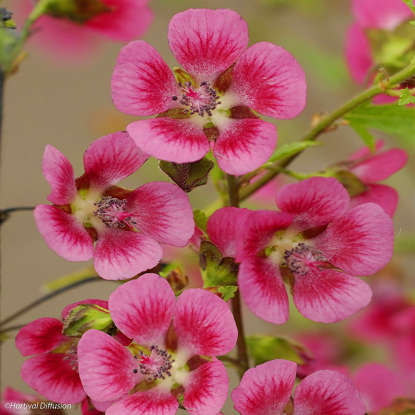 Anisodontea - Malva del Cabo