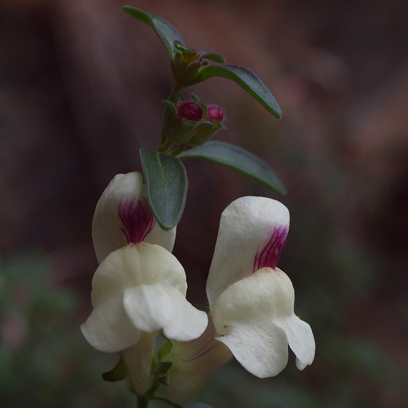 Antirrhinum - Boca de dragon