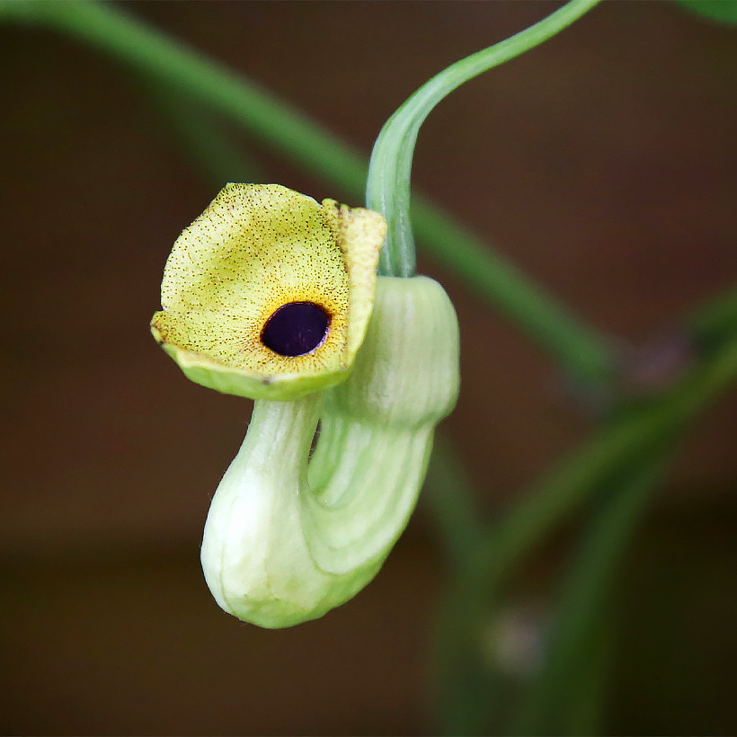 Aristolochia - Aristoloquia