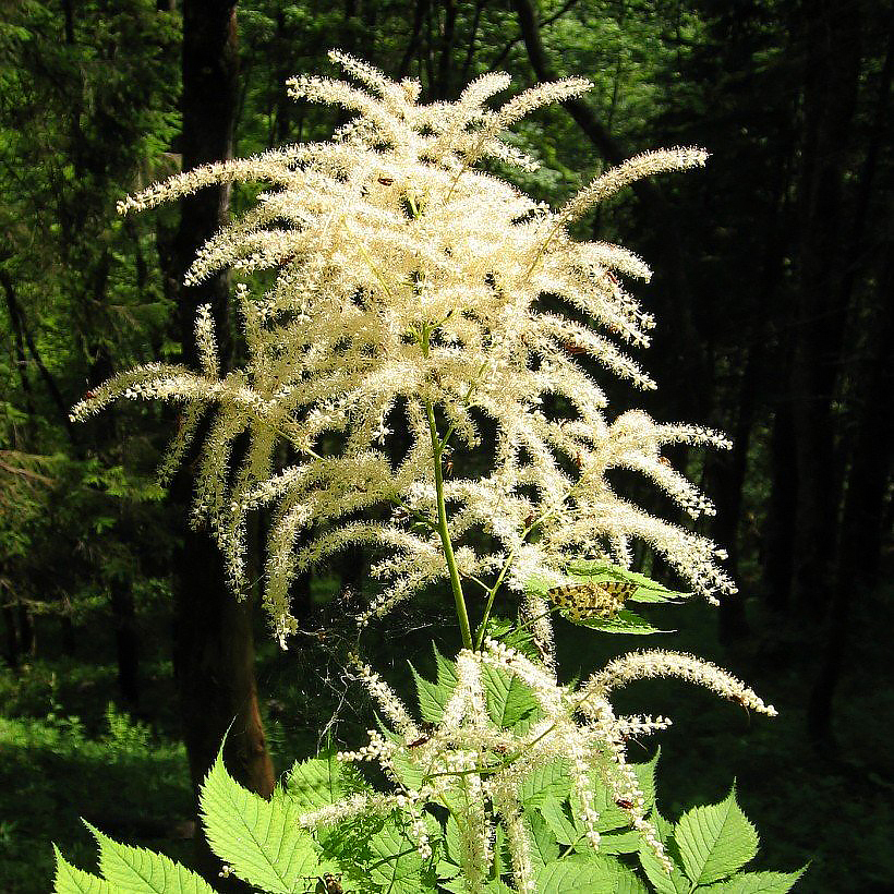 Aruncus