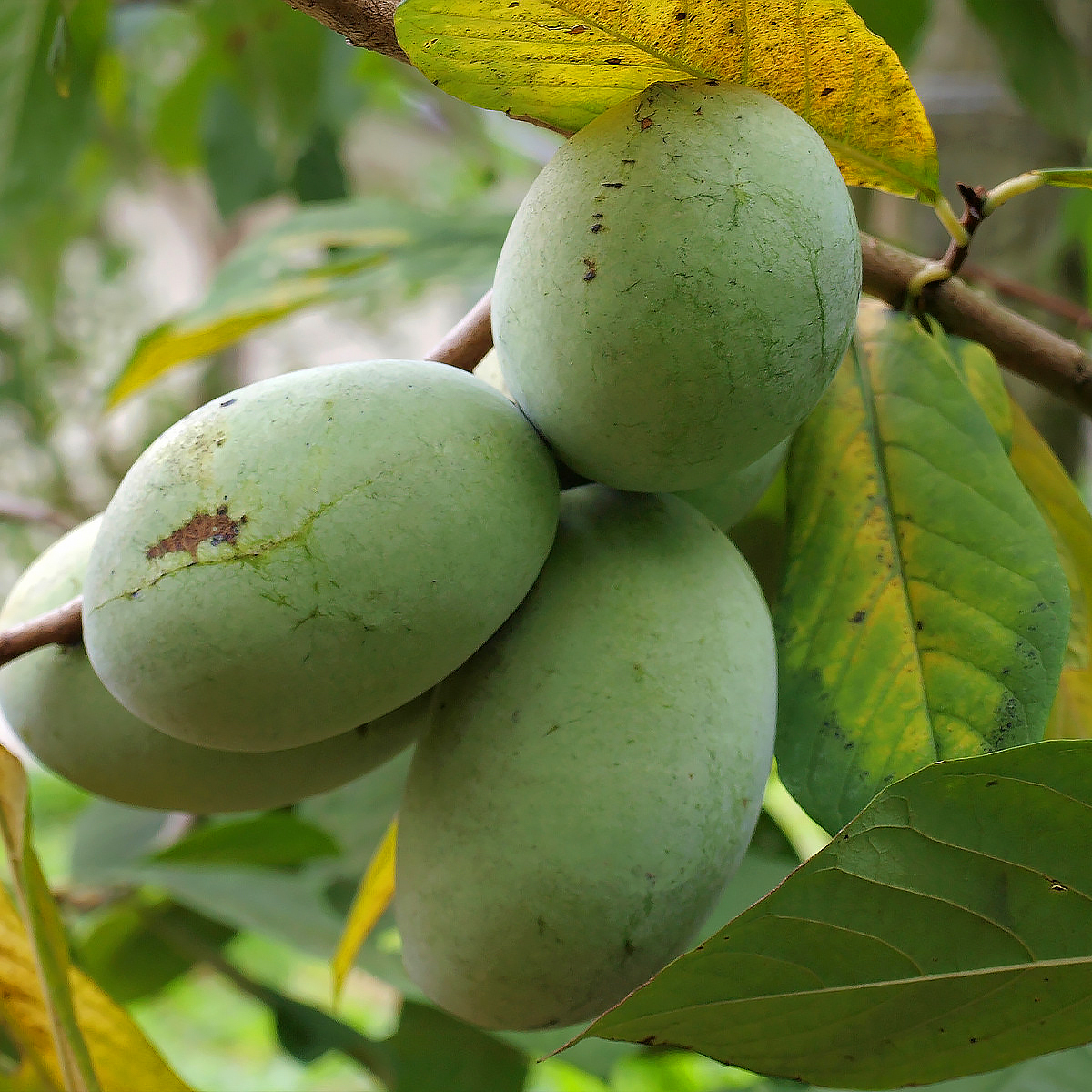 Asimina - Papaya americana