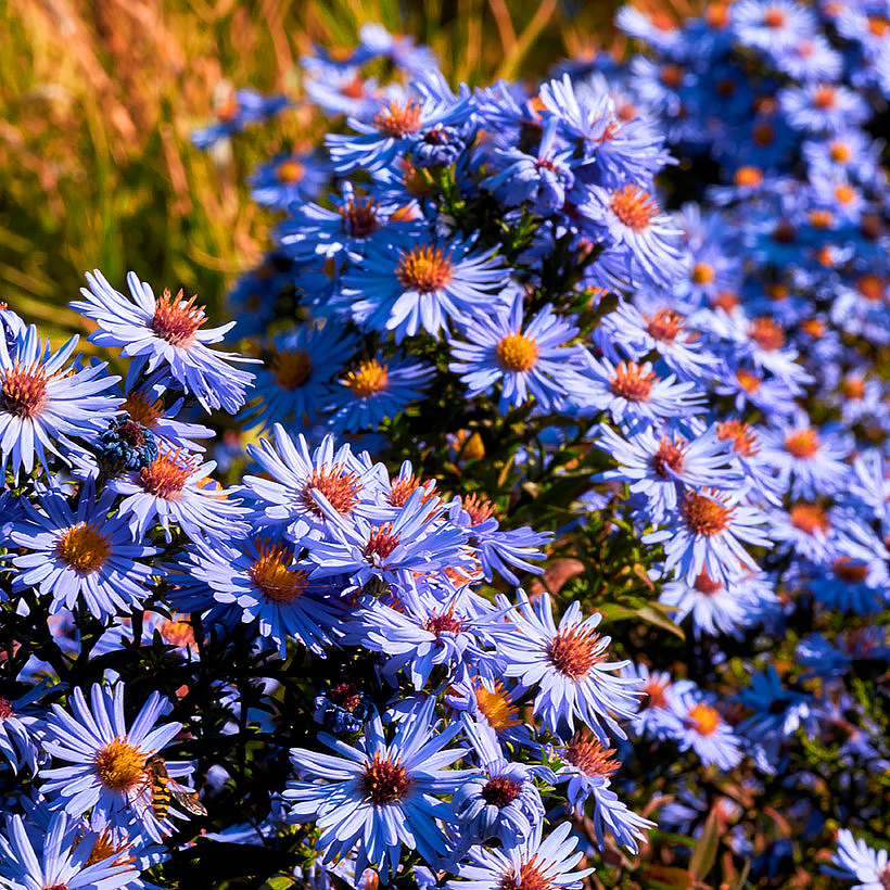 Ásteres de flores violetas, malvas o púrpuras