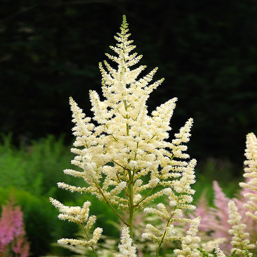 Astilbes de flores blancas