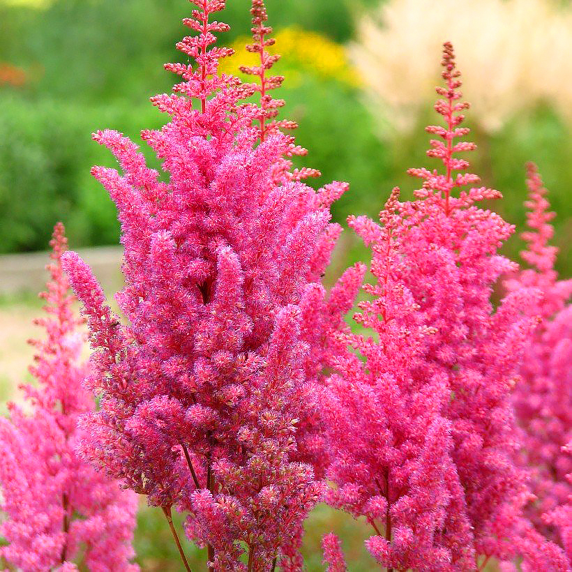 Astilbes de flores rosas