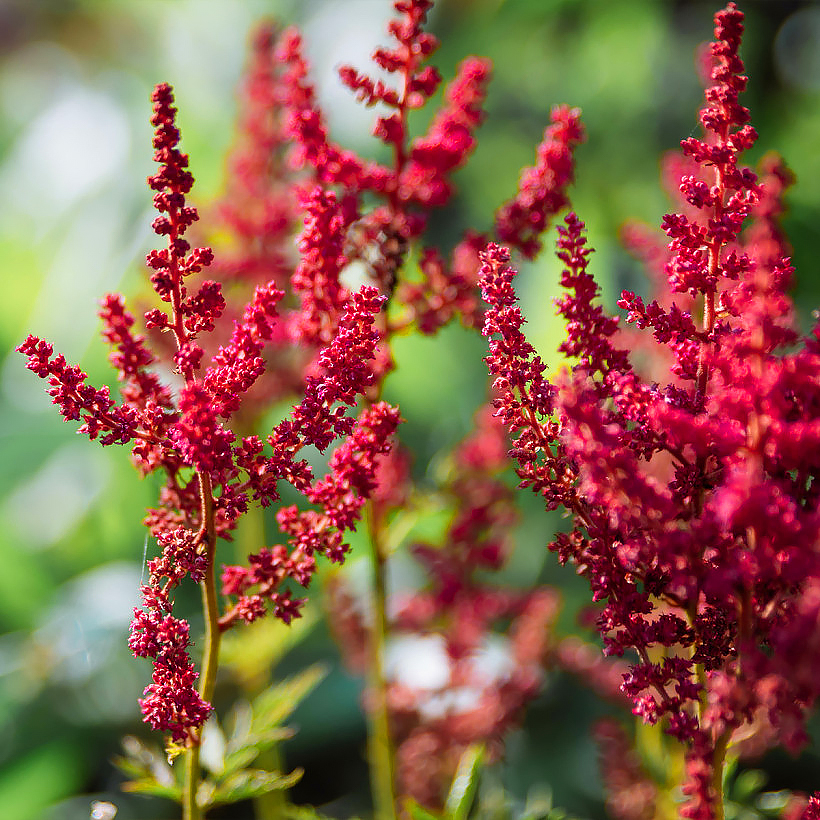 Astilbes de flores rojas