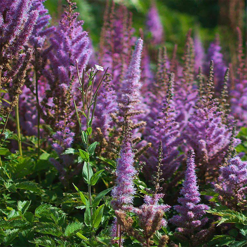 Astilbes de flores violetas