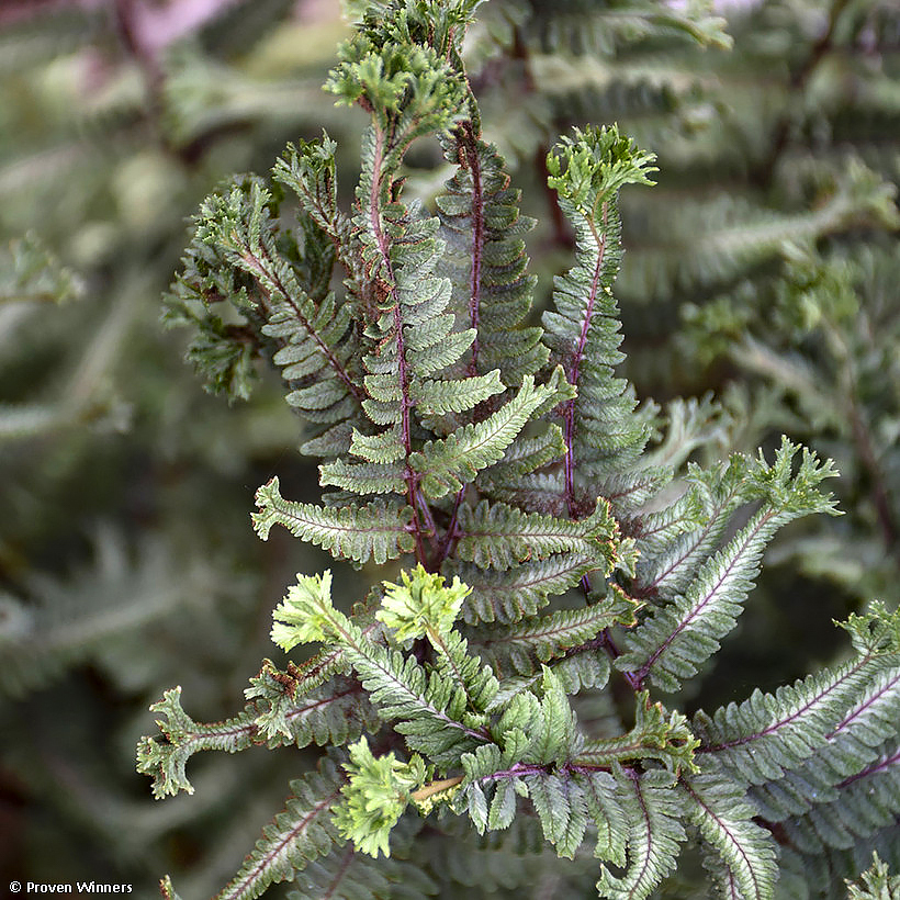 Athyrium - Anturio