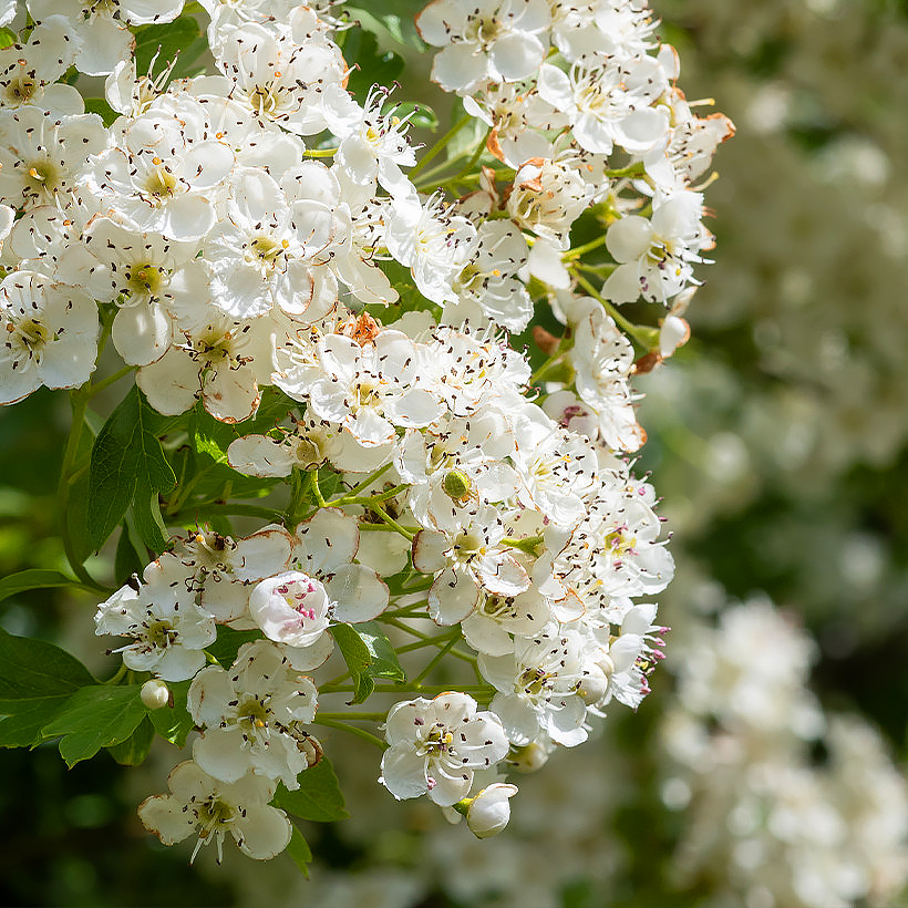 Espino - Crataegus