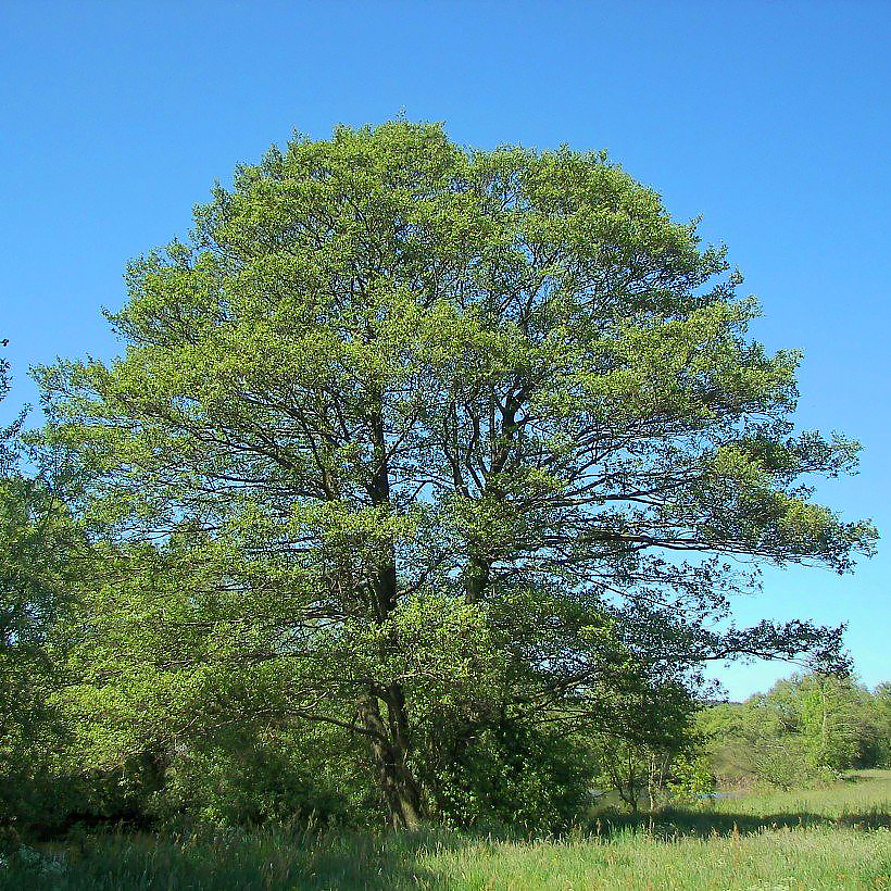 Alisos - Alnus