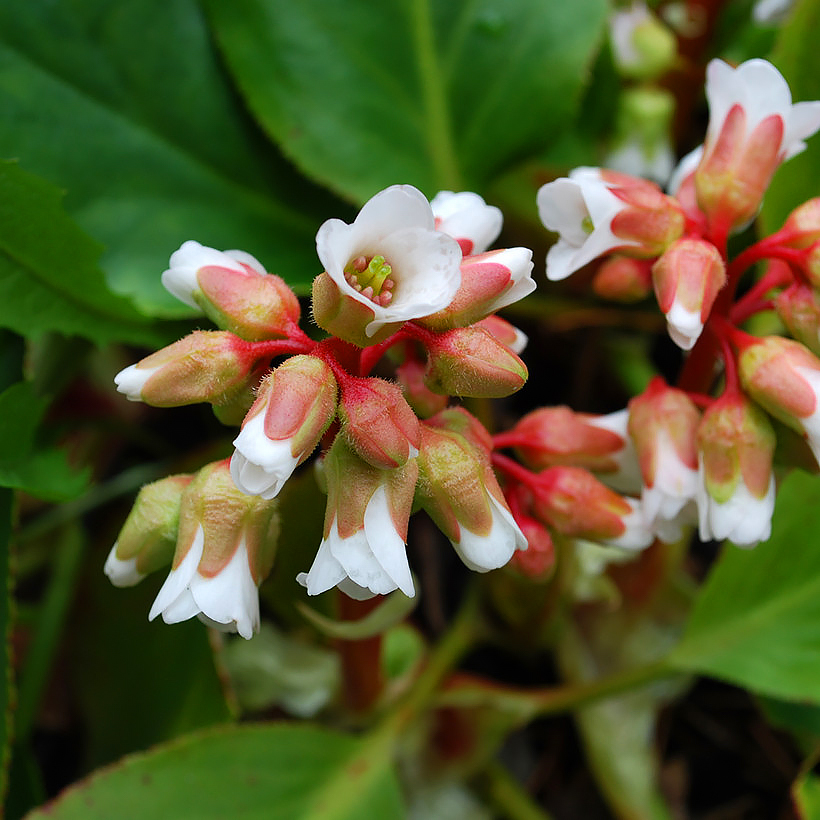 Bergenias - Hortensias de invierno