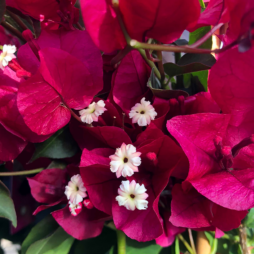 Buganvilla (Bougainvillea)