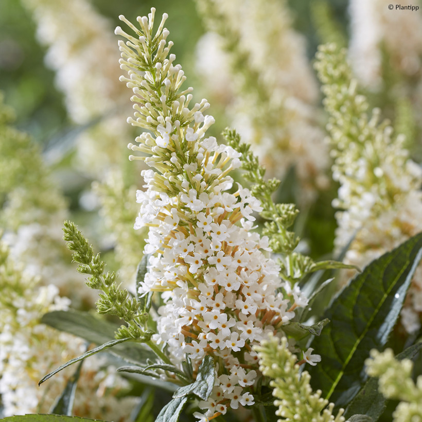 Árboles de las mariposas blancos