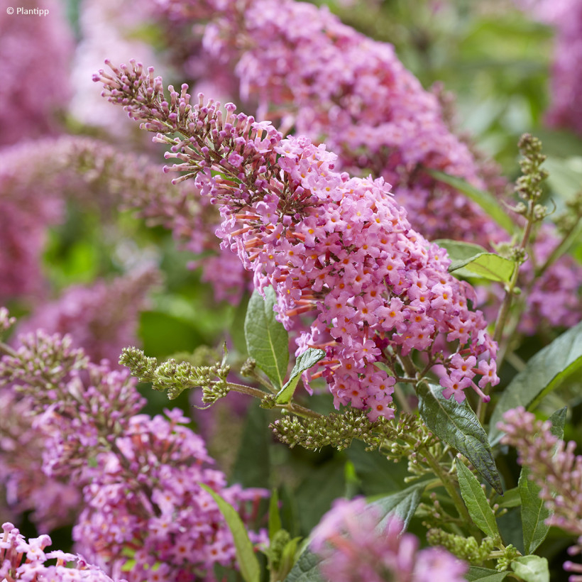 Árboles de las mariposas rosas