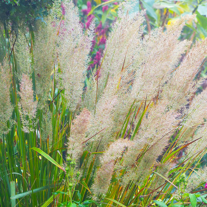 Calamagrostis