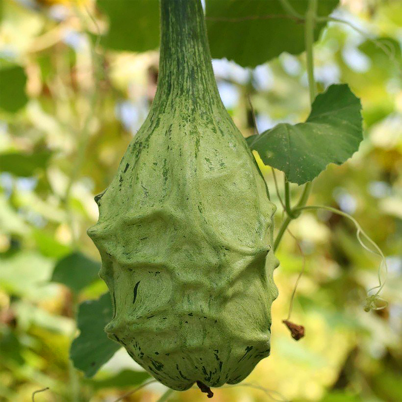 Calabazas