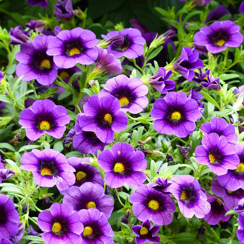 Calibrachoa o minipetunia