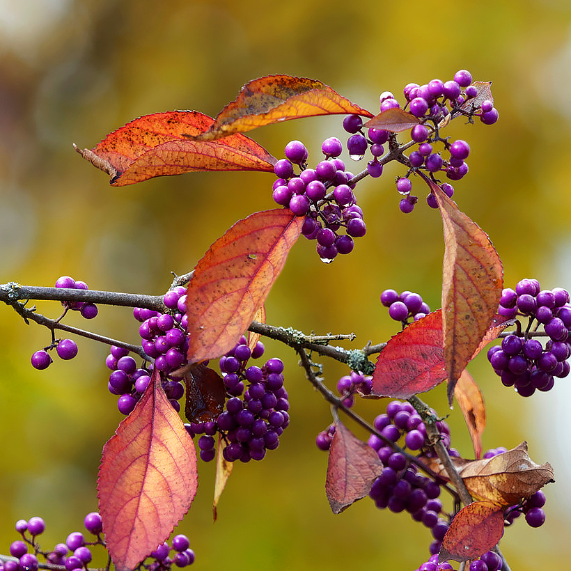 Callicarpa - Bayas bonitas