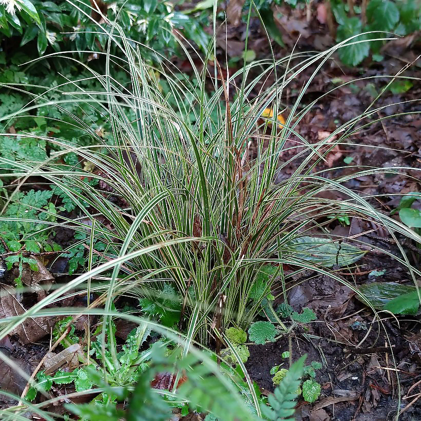 Carex - Juncos