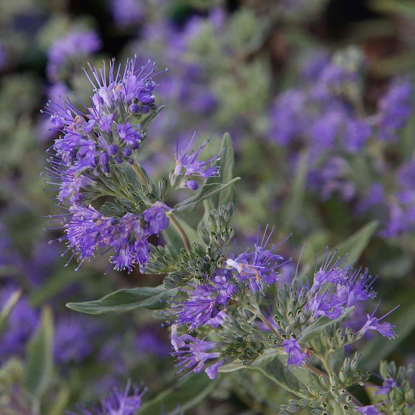 Caryopteris - Barba azul