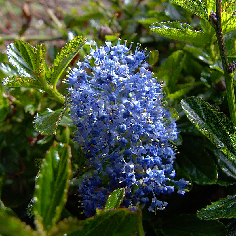 Ceanothus - ceanotos (Lilo de California)