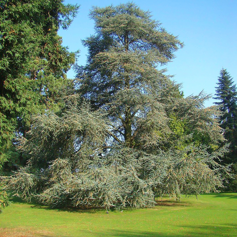 Cedro