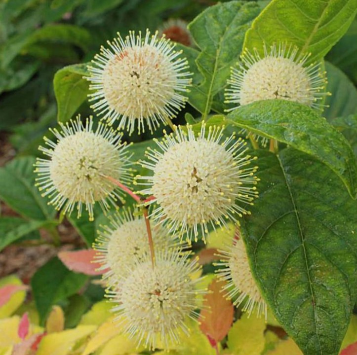 Cephalanthus - Aroma de laguna