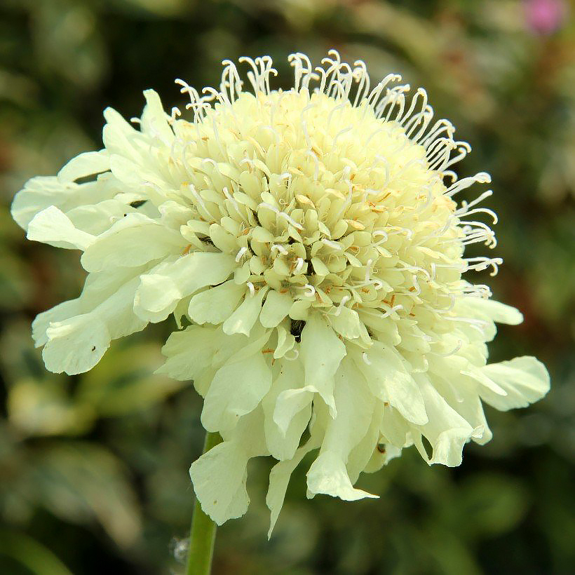 Cephalaria