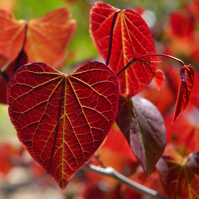 Cercis - Árbol del amor