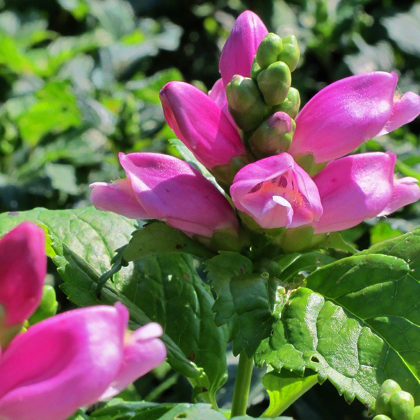 Chelone - Cabeza de tortuga