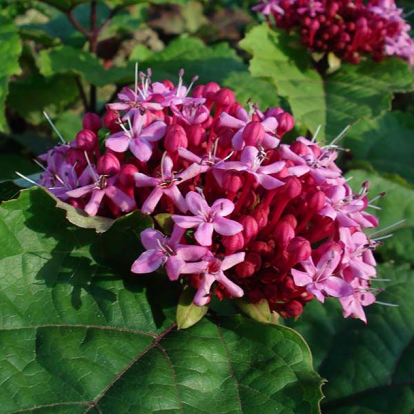 Clerodendro