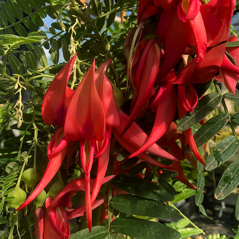 Clianthus