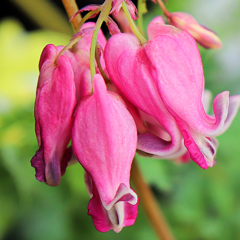 Dicentra - Corazón sangrante