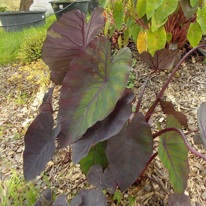 Colocasia - Marquesa