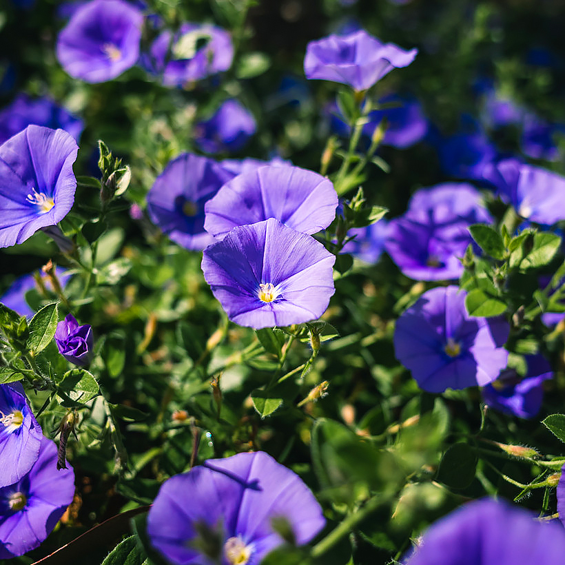 Convolvulus - Correhuela