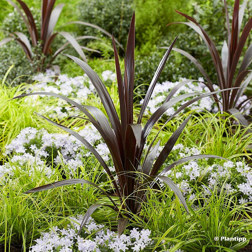 Cordyline