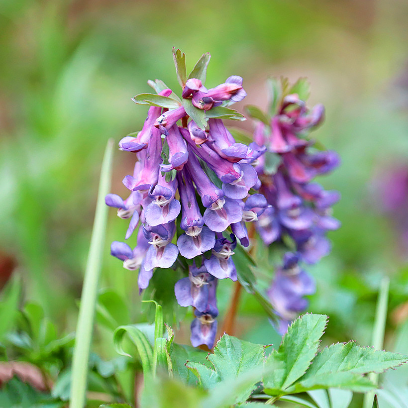 Corydalis bulbosos