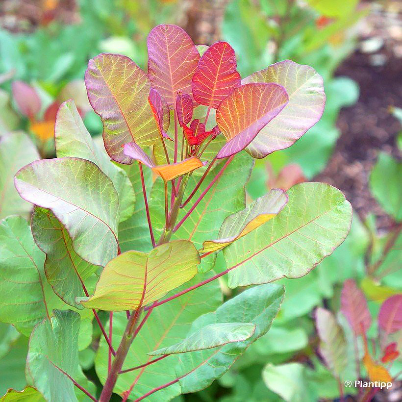 Cotinus - Árbol de las pelucas